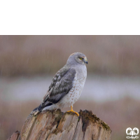 گونه سنقر خاکستری Hen Harrier